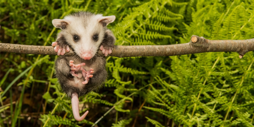 what do possums eat